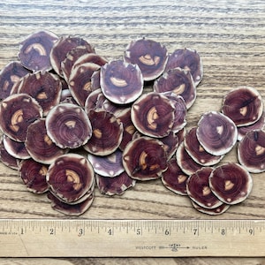 May include: A collection of small, round, wood slices with a dark reddish-brown color and lighter wood grain patterns. A wooden ruler with inch measurements is at the bottom of the image.