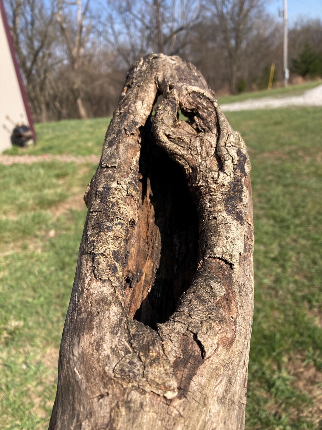Hollow Hackberry Log With Large Open Side Split, 18.5 Inch Length, Wild ...