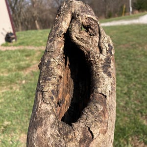 Pode incluir: Close-up de um pedaço de madeira desgastado e oco. A madeira é uma mistura de tons castanhos e cinzentos, com uma superfície rugosa e texturizada e uma grande abertura. A madeira natural tem um aspeto rústico.