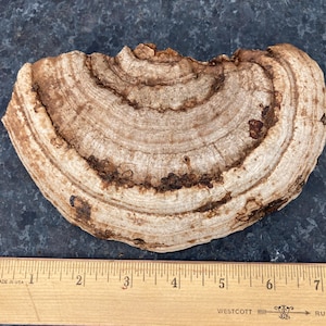 Artist Conk, Ganoderma applanatum, naturally dried mushroom for decor or crafting such as pyrography or painting. 7 x 4 x 1 inches, 4.8 oz