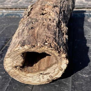 Hollow Hackberry Log, 11 Inch Length, Wild Natural Wood