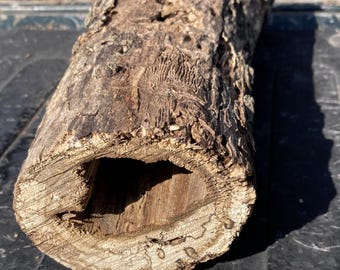Hollow Hackberry Log, 11 Inch Length, Wild Natural Wood