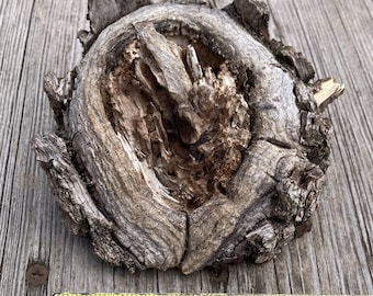 Walnut Knot, Natural Wood Piece for Art/Craft, Decor, or Terrarium