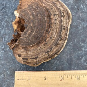 May include: A brown, shelf-like mushroom with concentric rings and dark spots. The mushroom is next to a wooden ruler that reads "MADE IN USA". The mushroom appears to be about 4 inches in length.