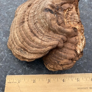 Artist Conk, Ganoderma applanatum, naturally dried mushroom for decor or crafting such as pyrography or painting. 7 x 5 x 2 inches