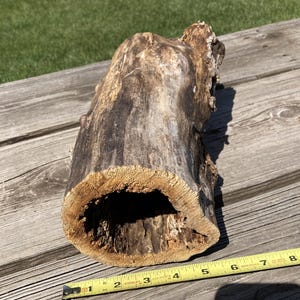 May include: A hollow piece of weathered driftwood with a dark brown, textured exterior and a light tan, porous interior. A yellow measuring tape is positioned along the base, showing the object is approximately 20.3 cm in length.