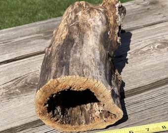 Hollow Boxelder Log, Natural Wood 14 Inch Length, Large 3 Inch Hollow, Terrarium/Vivarium Pet Habitat/Hide Reptile/Rodent, Decor