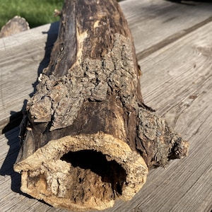 Könnte beinhalten: Ein Abschnitt verwitterten Holzes mit einem ausgehöhlten Zentrum. Die Rinde ist strukturiert und dunkelbraun, mit helleren Bräunungs- und Beigetönen. Ein Maßband zeigt, dass das Holz etwa 15 cm lang ist.