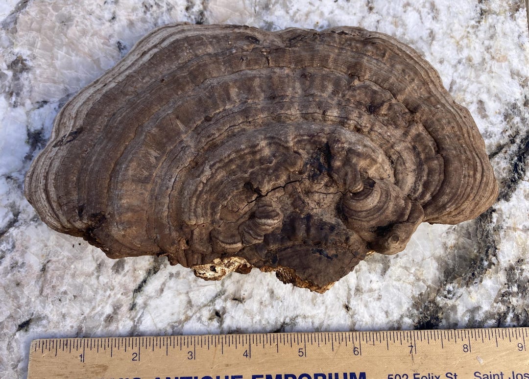 Artist Conk, Large Excellent Condition Ganoderma Applanatum, Naturally ...