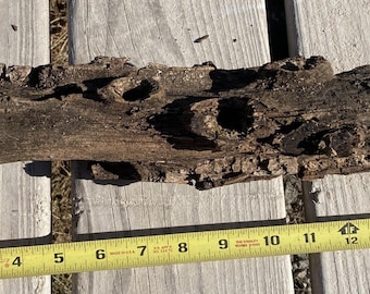 Decorative Oak Branch, All Natural for Craft, Decor, or Terrarium/Vivarium