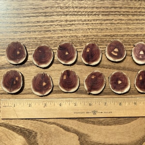 Puede incluir: Una colección de once pequeñas rodajas de madera ovaladas con anillos de crecimiento visibles en tonos marrones y rojos. Una regla de madera con marcas en pulgadas se coloca debajo, indicando el tamaño. Las rodajas de madera están dispuestas sobre una superficie de madera. La regla mide unos 28 cm.