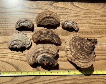 Artist Conks, Lot of 7 Various Sizes, Ganoderma applanatum, Naturally Dried Mushrooms/Fungi