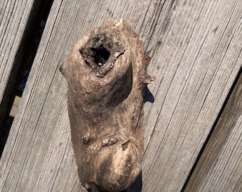Walnut Double Knot, Natural Wood Piece for Art/Craft, Decor, or Terrarium
