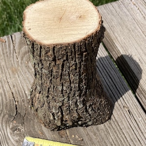 Puede incluir: Un pequeño tocón de madera natural con una corteza rugosa y texturizada y una parte superior circular de color claro. Una cinta métrica amarilla muestra que el tocón mide aproximadamente 10 cm de alto. El tocón está sobre una superficie de madera desgastada.