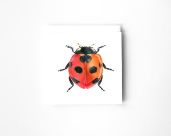 Lady Bird blank greeting card, Insect card, Entomology Card, Birthday Card
