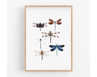 Dragonfly Wall Art Print, Nature lovers Print, Entomology Art Print, Housewarming Gift, Gift for Mum