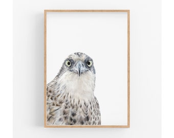 Bird of Prey wall art, Osprey print, Australian bird print, Bedroom wall art, Prints for boys, Gift for dad