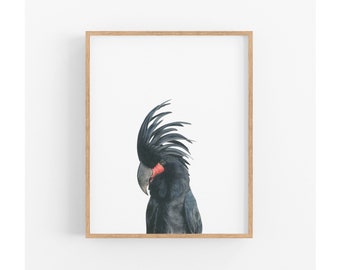 Palm Cockatoo Art Print, Australian Bird Print, Black Cockatoo, Wall decor, Tropical wall art