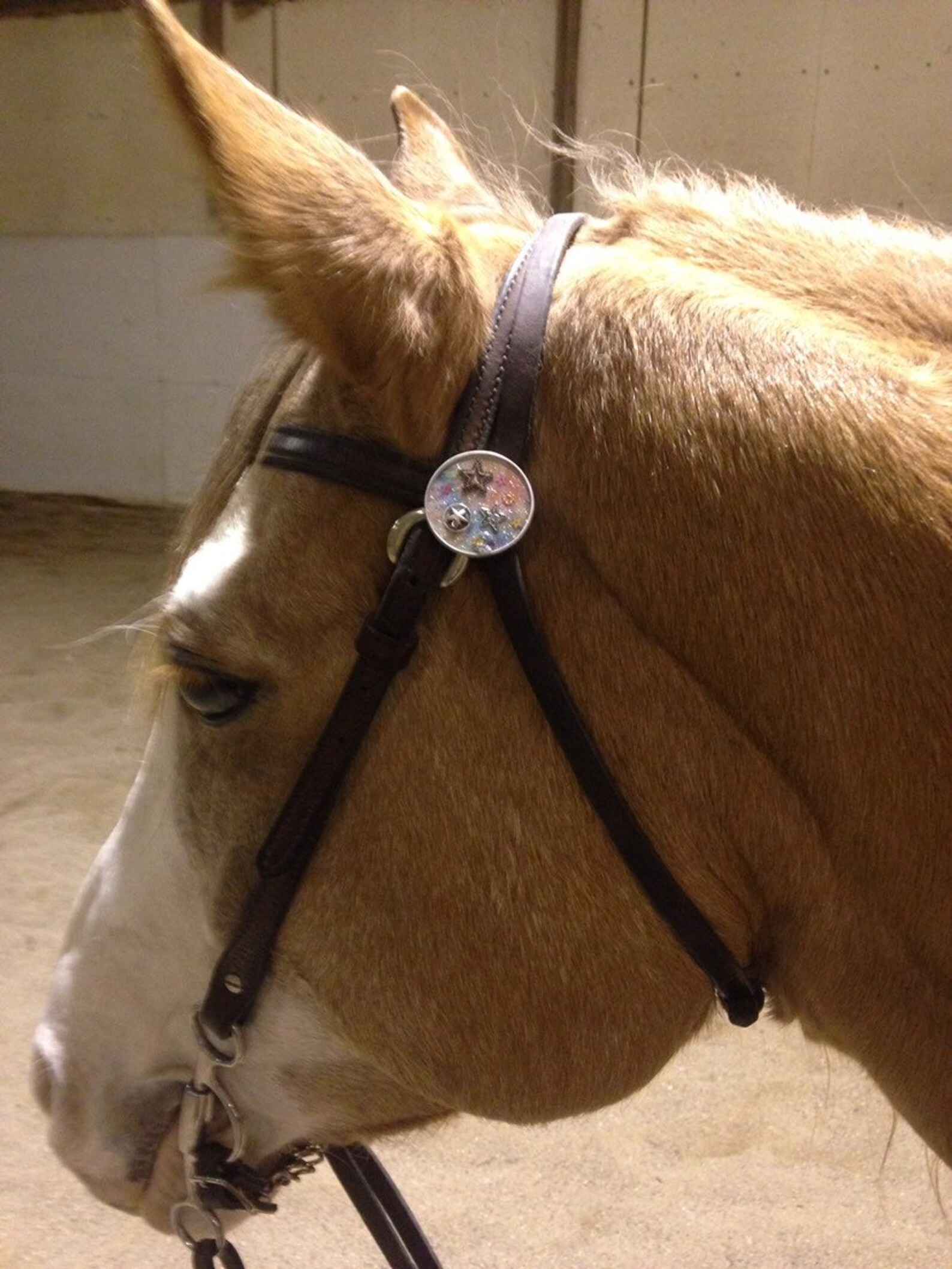 Horse Tack..christmas Rosette Conchos Birthday Gifts Custom Etsy