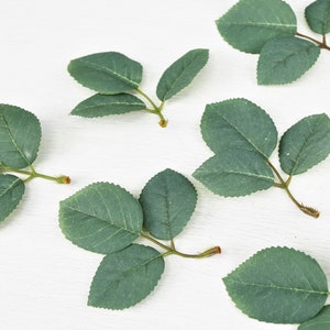 Könnte beinhalten: Eine Sammlung grüner Rosenblätter, die auf einer weißen Oberfläche angeordnet sind. Die Blätter sind in einem zufälligen Muster angeordnet, wobei sich einige überlappen.