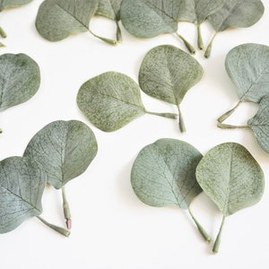 May include: A collection of dried eucalyptus leaves, arranged on a white background. The leaves are a light green color and have a delicate texture.