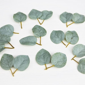 May include: A collection of 15 light blue eucalyptus leaves scattered on a white background.