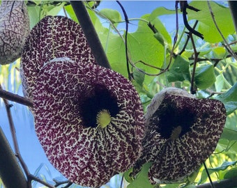 Dutchman’s Pipe Vine, (Aristolochia  acrophylla) is a climbing vine.This vigorous grower can reach a height of 20- 30 ft tall Over 125 seeds