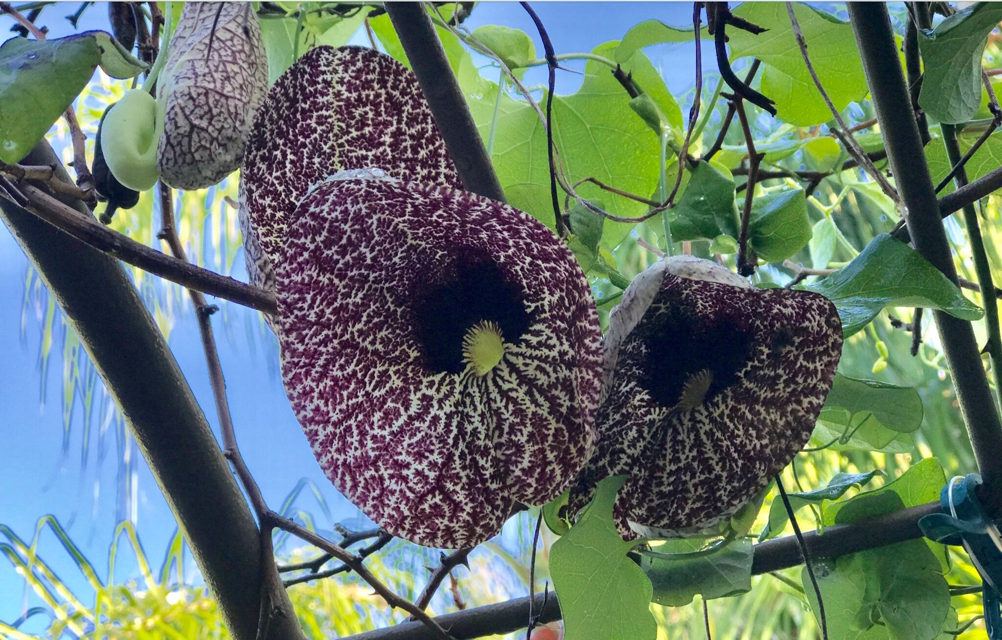 Dutchman’s Pipe Vine, (Aristolochia  acrophylla) is a climbing vine.This vigorous grower can reach a height of 20- 30 ft tall Over 125 seeds