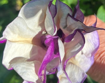 Double Purple Trumpet Datura Flower Seeds: Fast Growing Tree