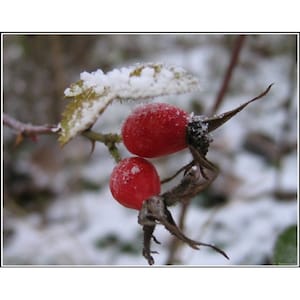 ROSEHIP SEED OIL, Organic | 2 oz & up | Excellent Beauty Serum, Anti-Aging Ingredient | All Natural - No Additives | Fresh Carrier Oils