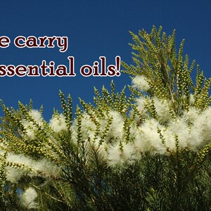May include: A close-up of a bush with white fluffy flowers against a bright blue sky. The text "We carry essential oils!" is superimposed on the image.