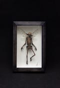 Mummified Fairy (FRAMED) HANDMADE