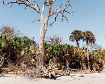 Botany Bay Boneyard