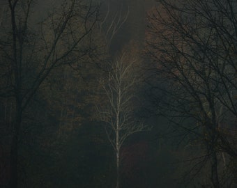 Black Mountain Fog