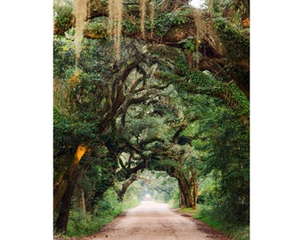 Botany Bay Avenue of Oaks