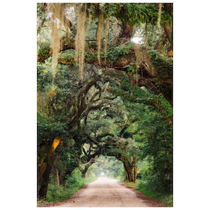 Botany Bay Avenue of Oaks