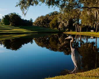Great Blue Heron Print, Middleton Place Photography