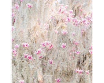 Middleton Mossy Tulip Tree