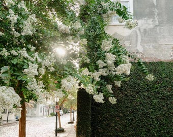 Cobblestone and Crepe Myrtles