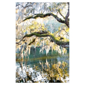 May include: A large oak tree with long, white Spanish moss hanging from its branches. The tree is reflected in the still water of a pond or lake.