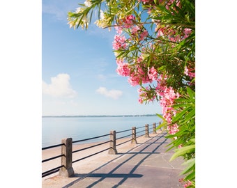Oleander Blooms on the Battery