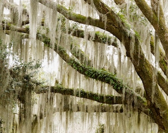 Mossy Oaks at Charlestowne Landing