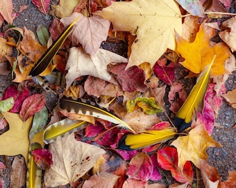 Yellow Feathers in Autumn Leaves, Legare Street