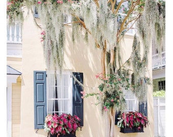 Mossy Crepe Myrtles on Anson Street