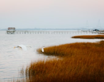 Marsh Herons at Pitt Street Bridge