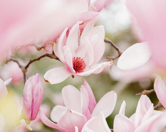 Tulip Tree Splendor, February in Charleston