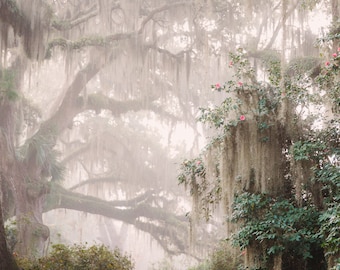 Spanish Moss Oak Tree Print, Rockville Oaks, Archival Paper