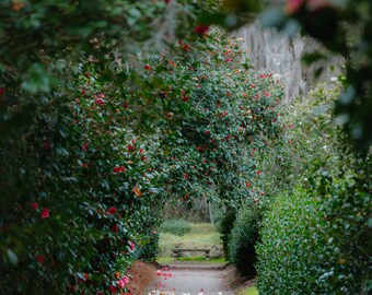Middleton Place in February