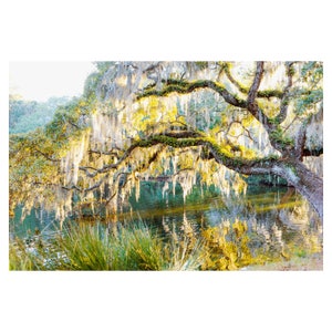 May include: A large oak tree with Spanish moss hanging from its branches, draped over a still body of water. The moss is illuminated by the sun, creating a golden glow.