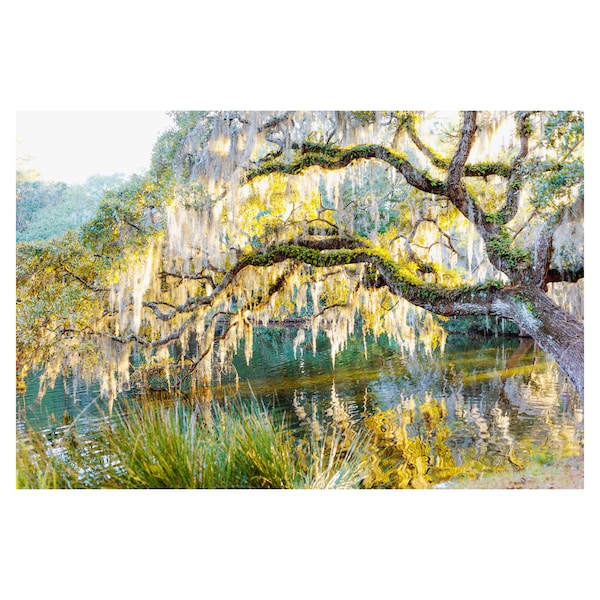 Southern Live Oak - Etsy